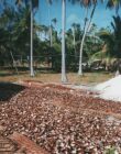 140 Fakarava Coconut Meat Drying In the Sun.JPG (71 KB)